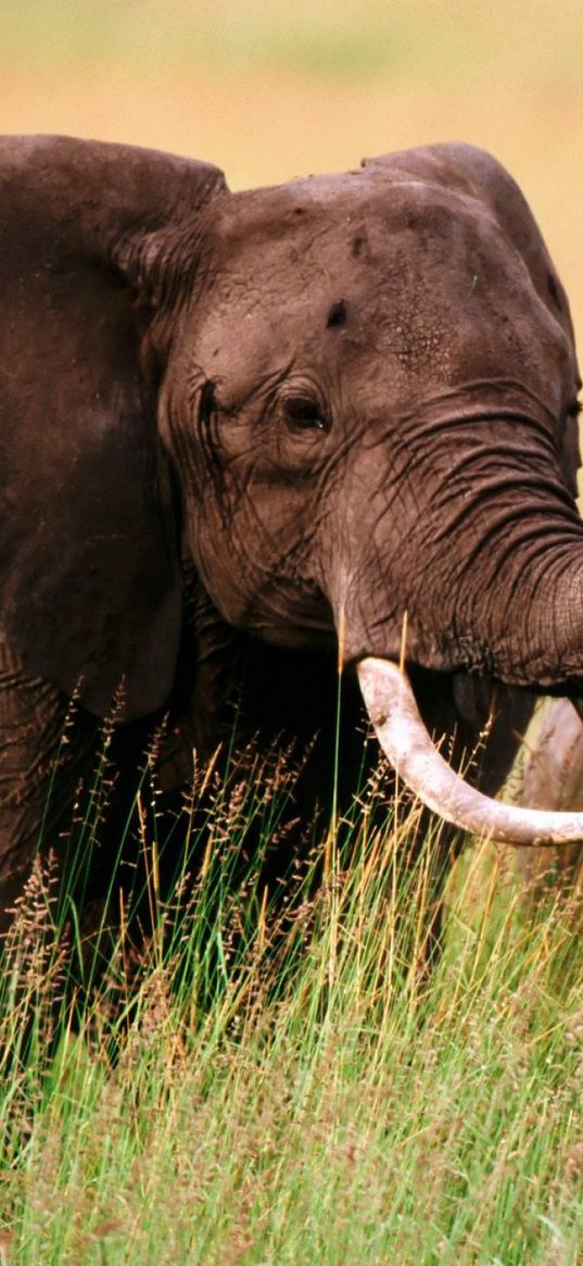 elephants, grass, couple, walk