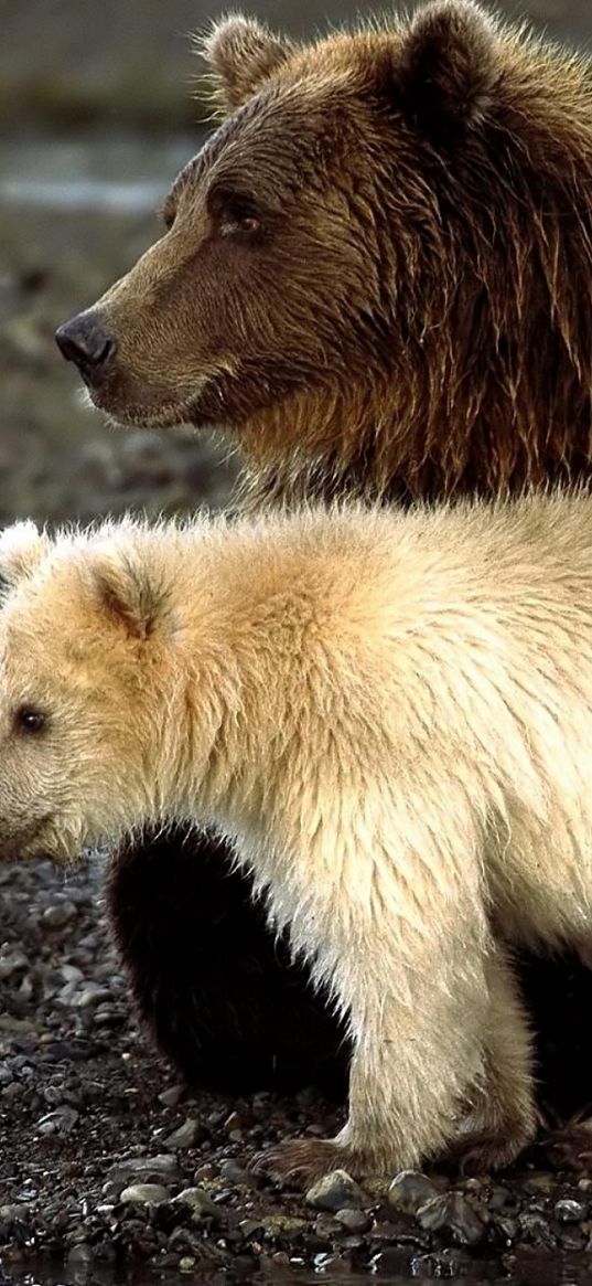 bears, cubs, sit, playful