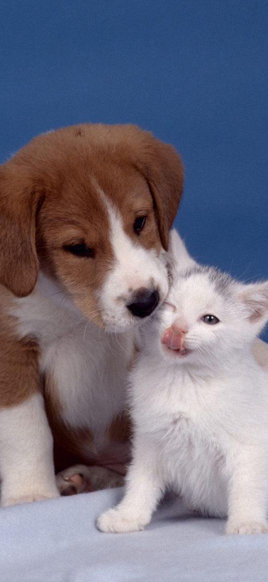 puppy, kitten, care