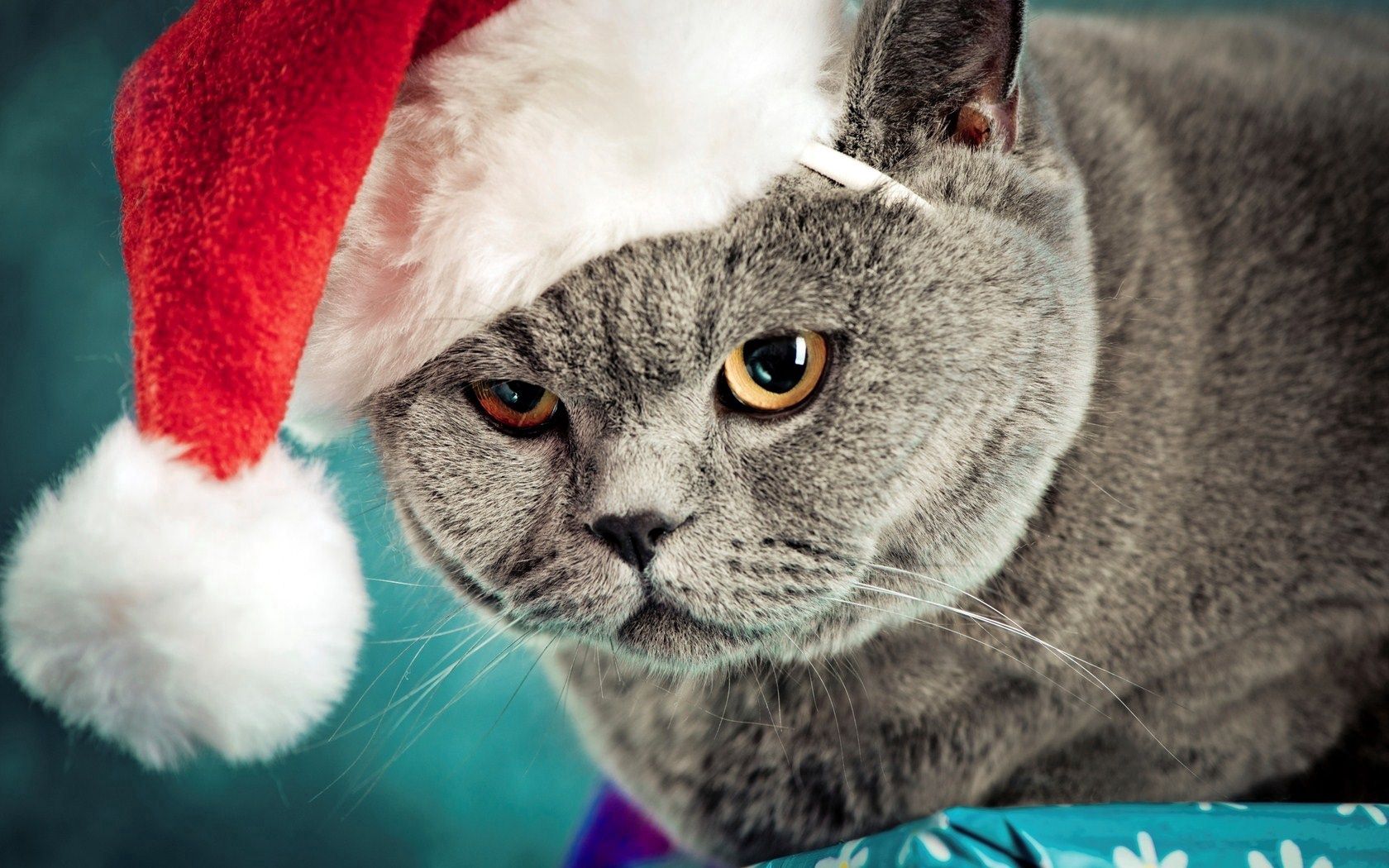 cat, christmas, hat, mug