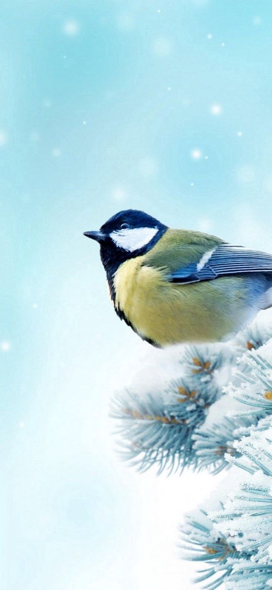 bird, chickadee, spruce, snow