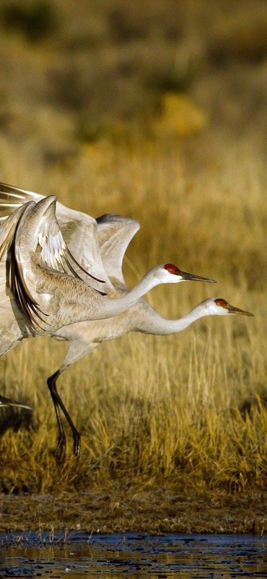 cranes, flock, flying, birds