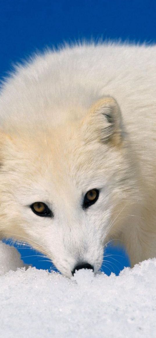 arctic fox, snow, hunting, muzzle