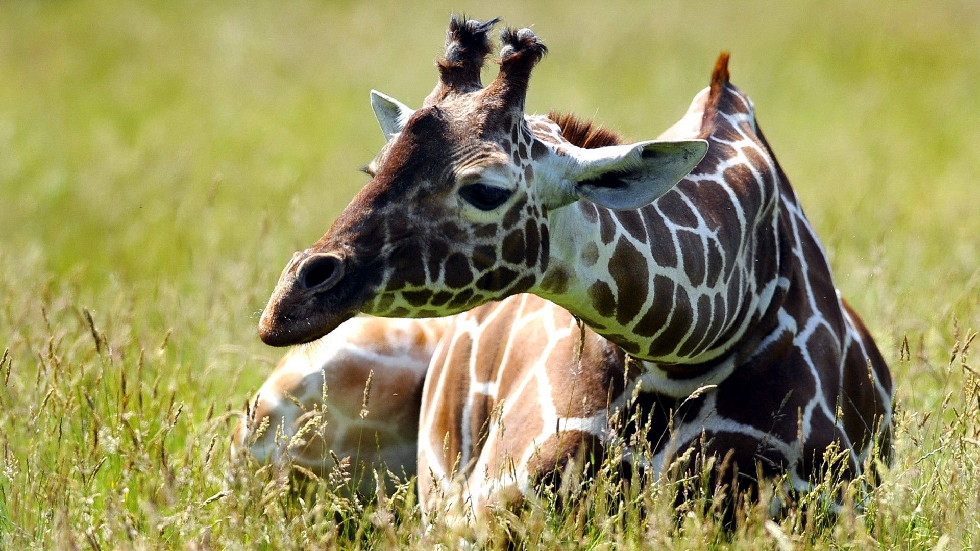 giraffe, grass, lie, spotted