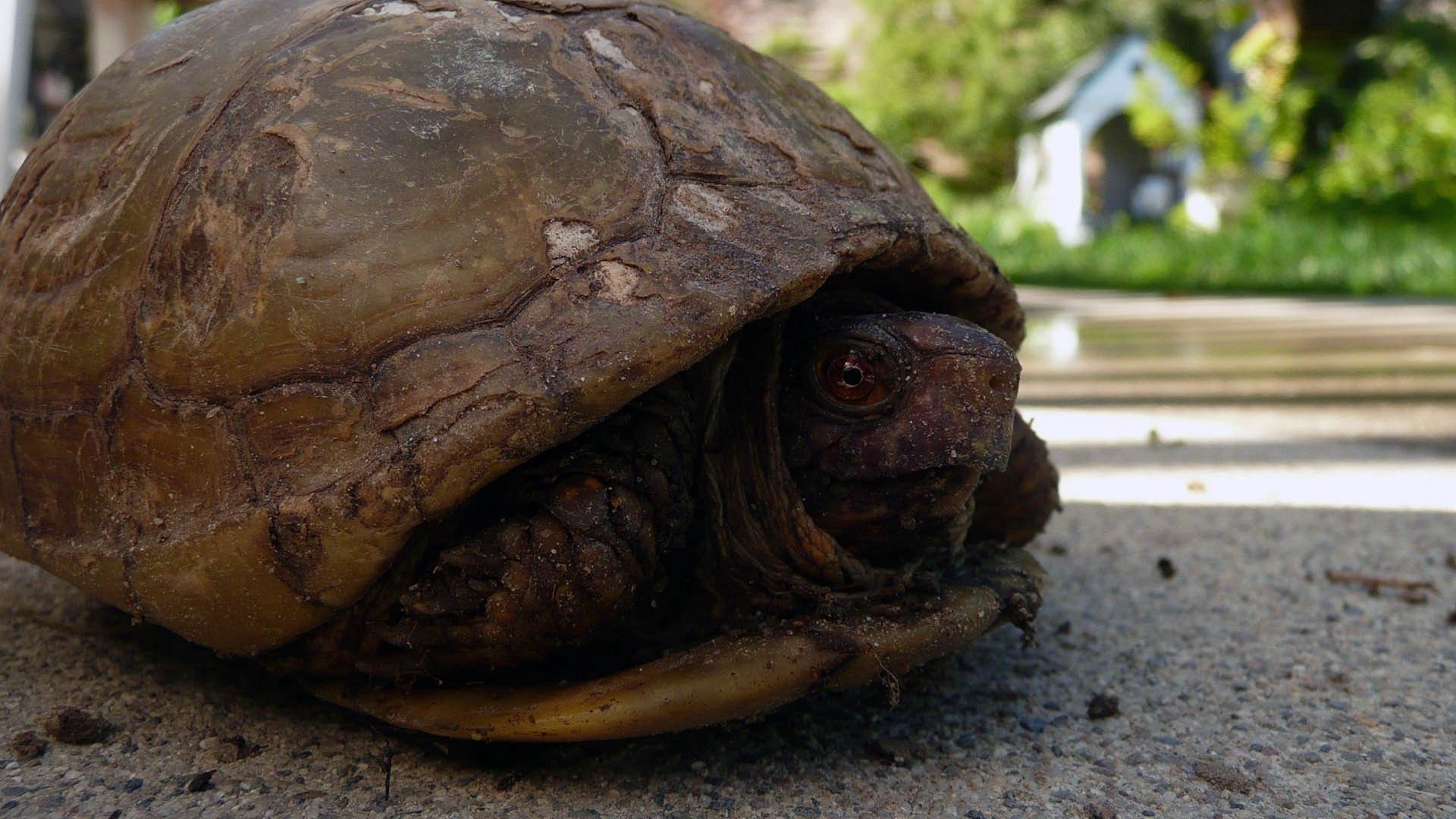 tortoise, shell, head