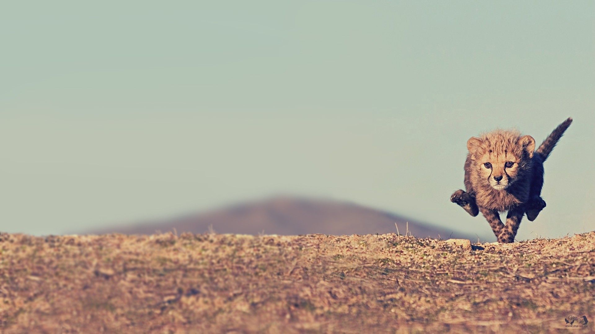 cheetah, cub, jump, sky