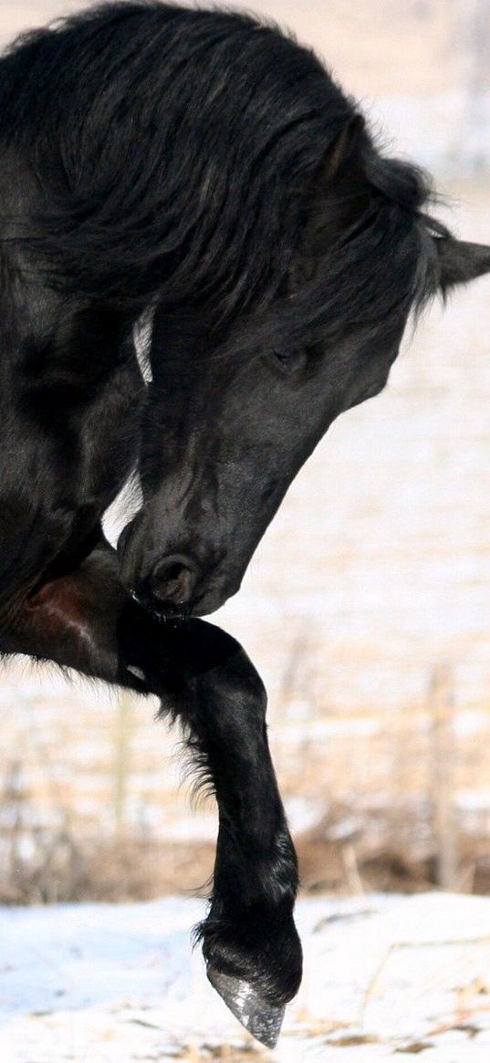 horse, black, leg