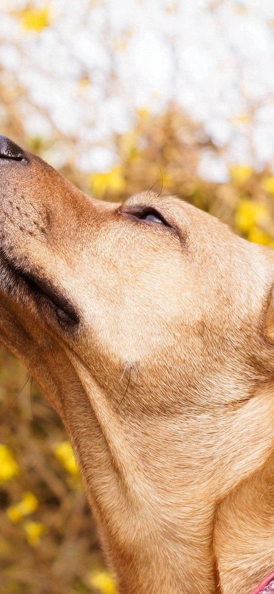 dog, muzzle, collar, curiosity