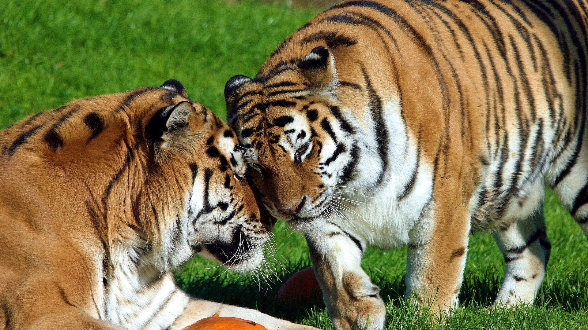 tigers, pair, big cats, predators