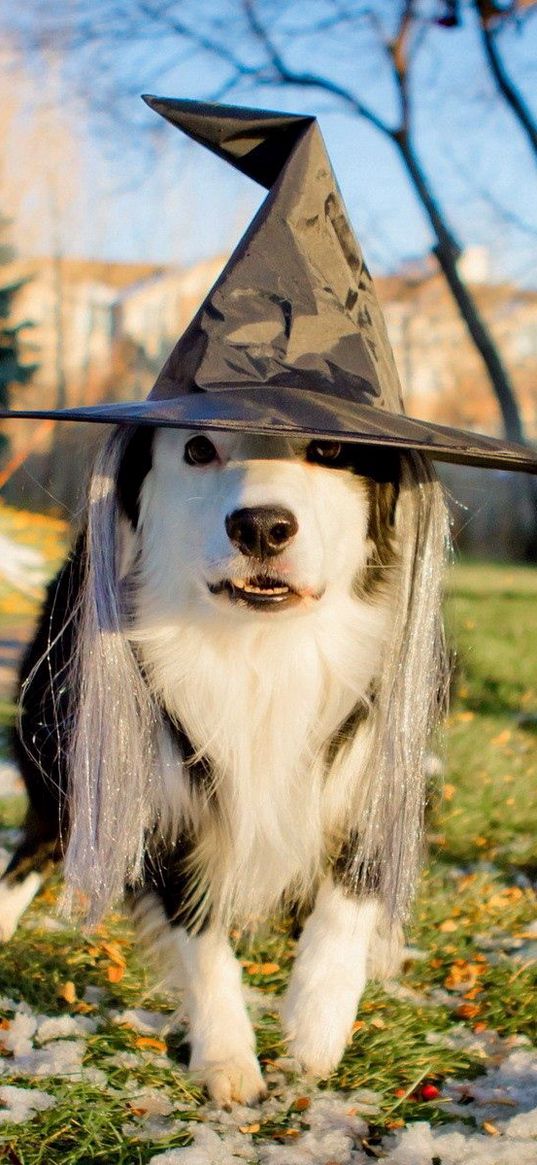 dog, hat, muzzle, outfit