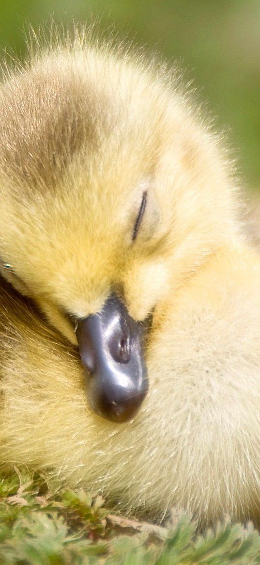 duck, beak, sleep, bird