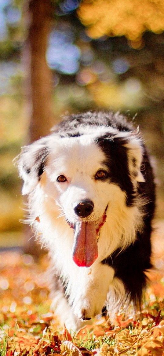 dog, face, eyes, protruding tongue