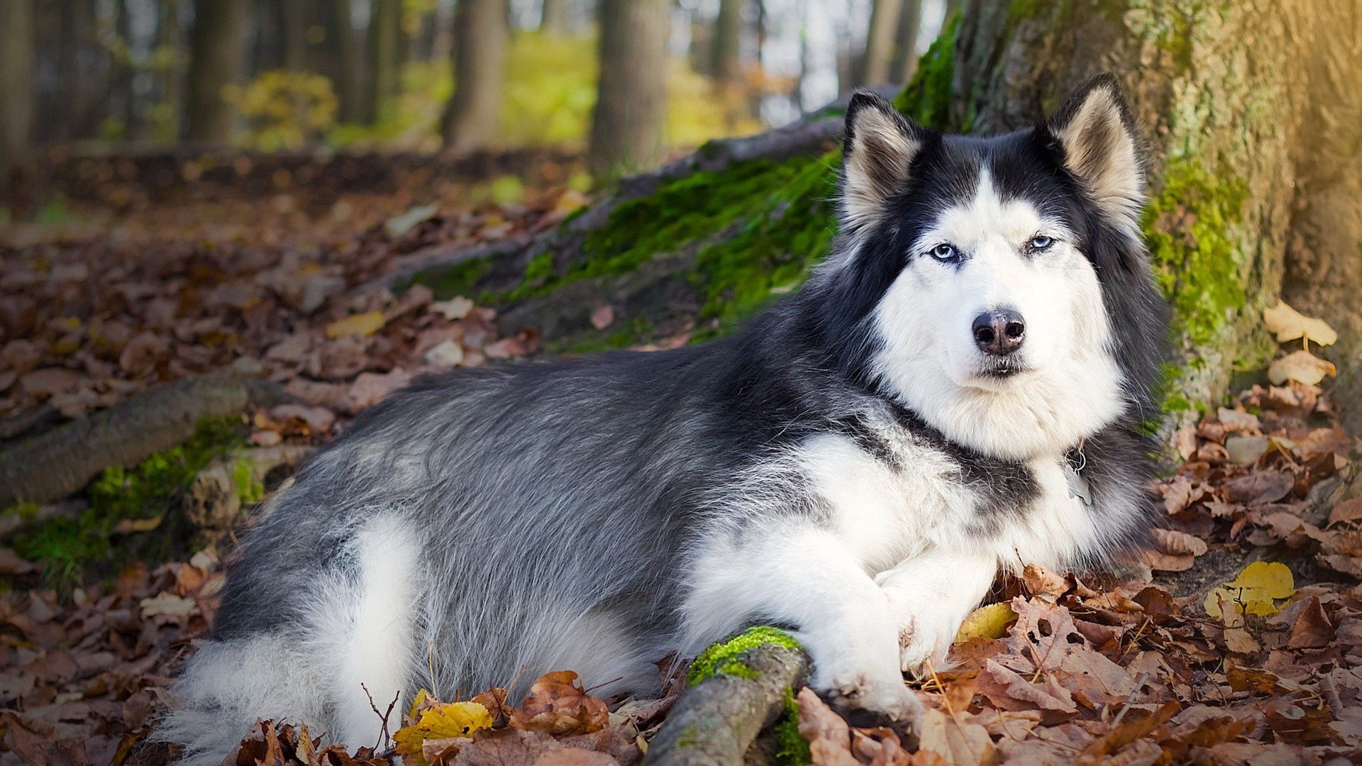 dogs, spotted, down, fall, foliage