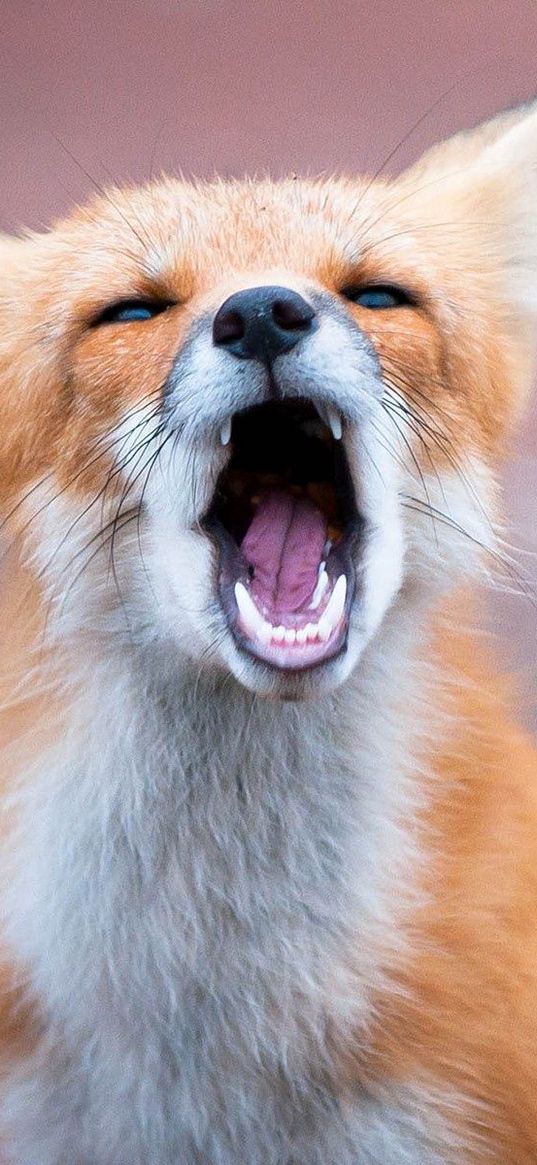 fox, open mouth, teeth, predator