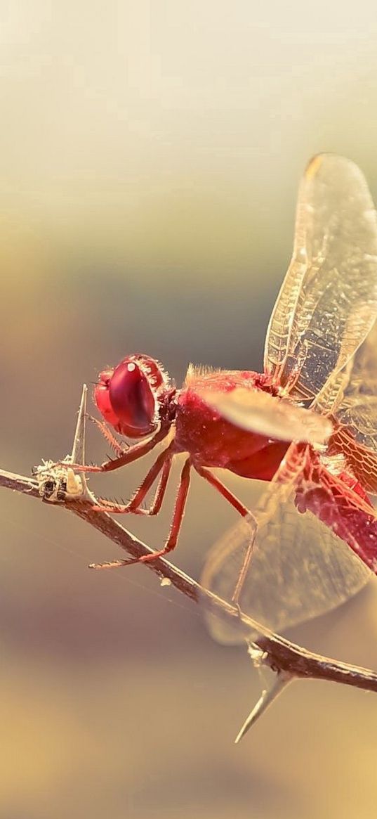 dragonfly, insect, twig, blur