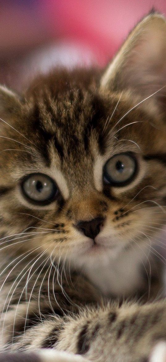 kitten, muzzle, striped, look, scared, small