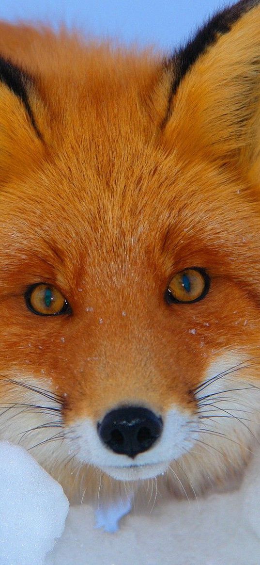 fox, look, muzzle, animal, fear