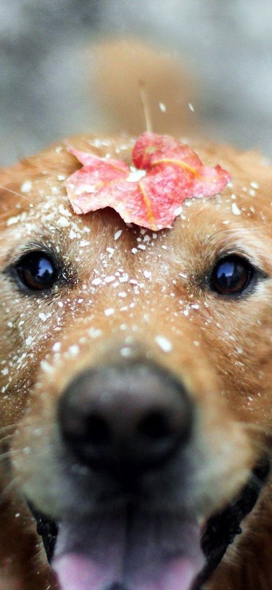 dogs, leaf, snow, open mouth