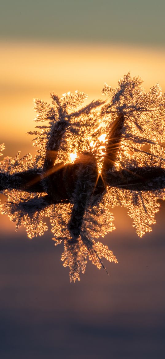 wire, frost, winter, sunrise, blur