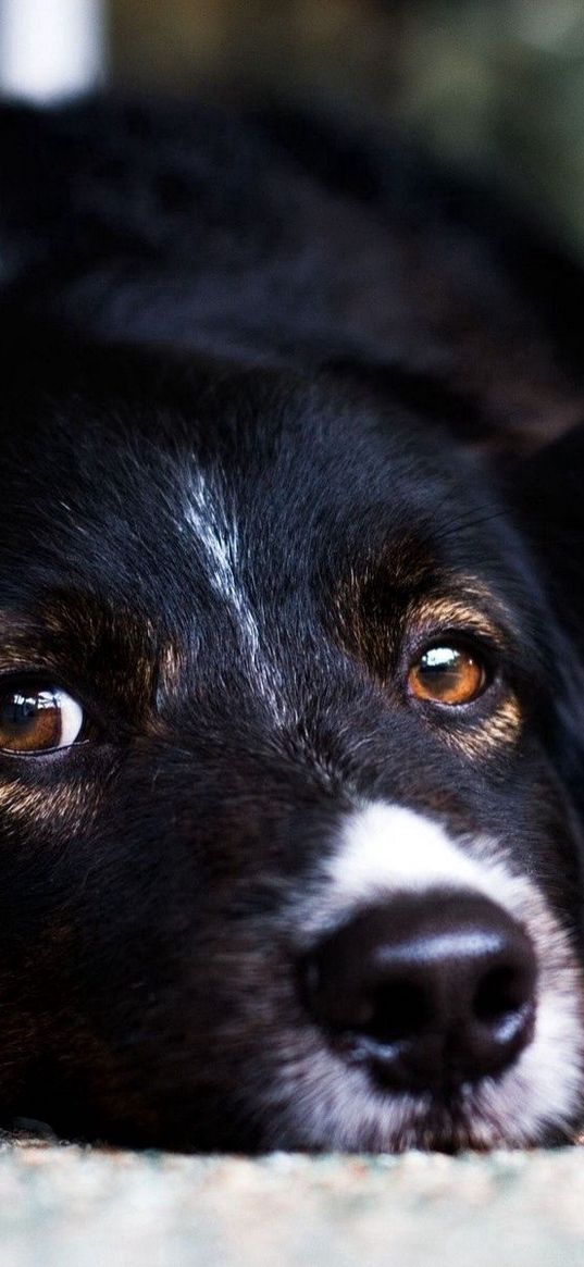 muzzle, dog, eyes, sadness, anticipation