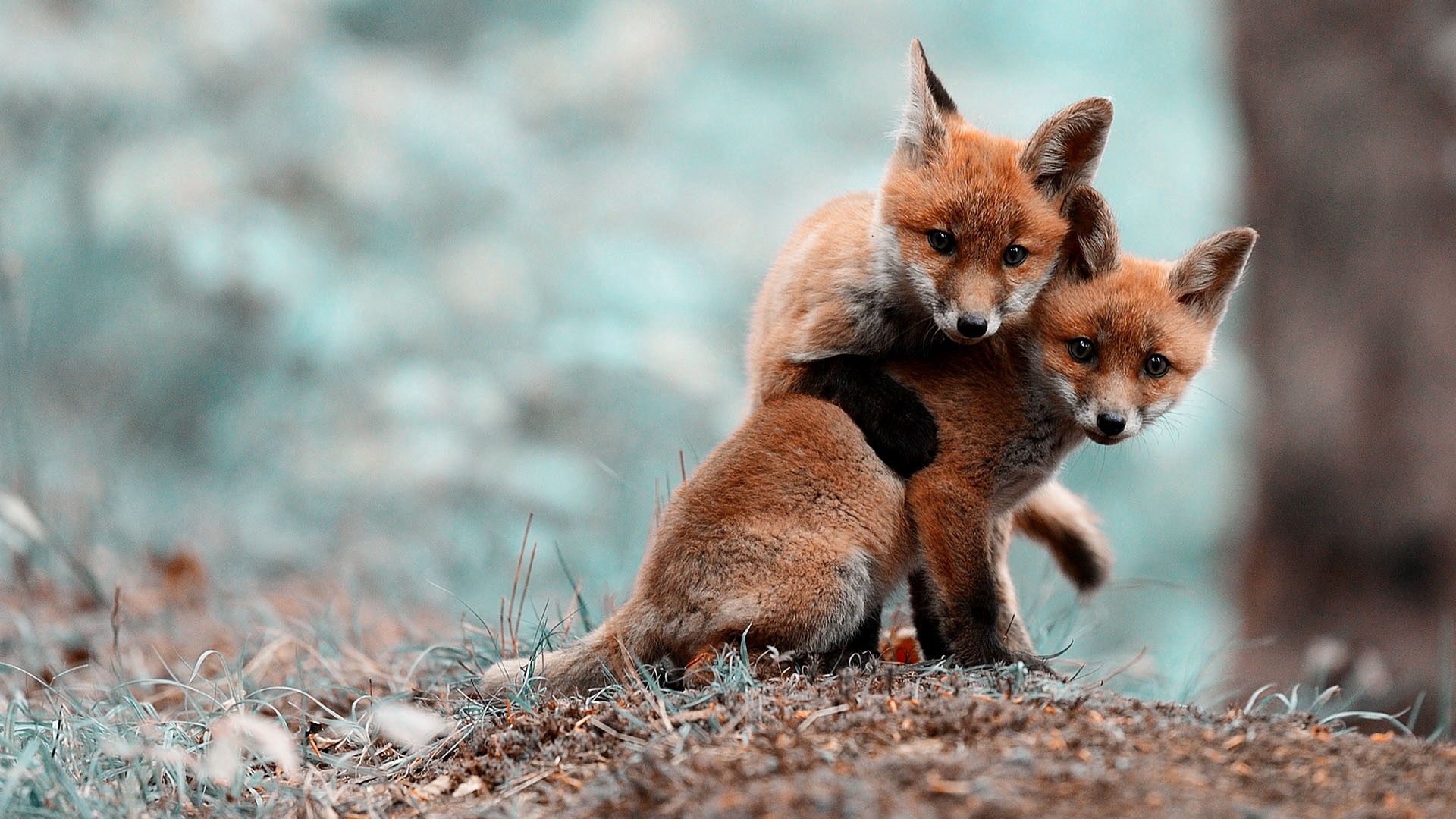 cubs, couple, caring, warm