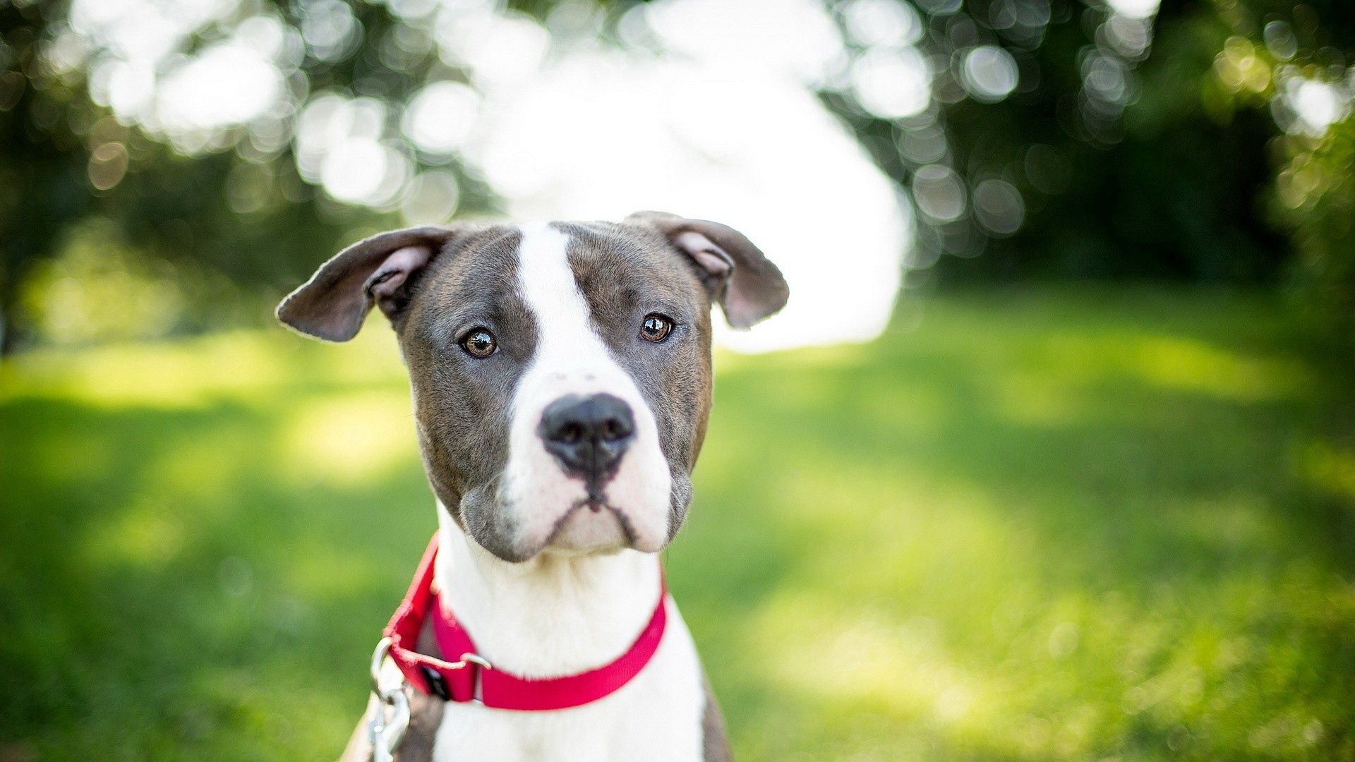 dog, muzzle, collar, blur, sight