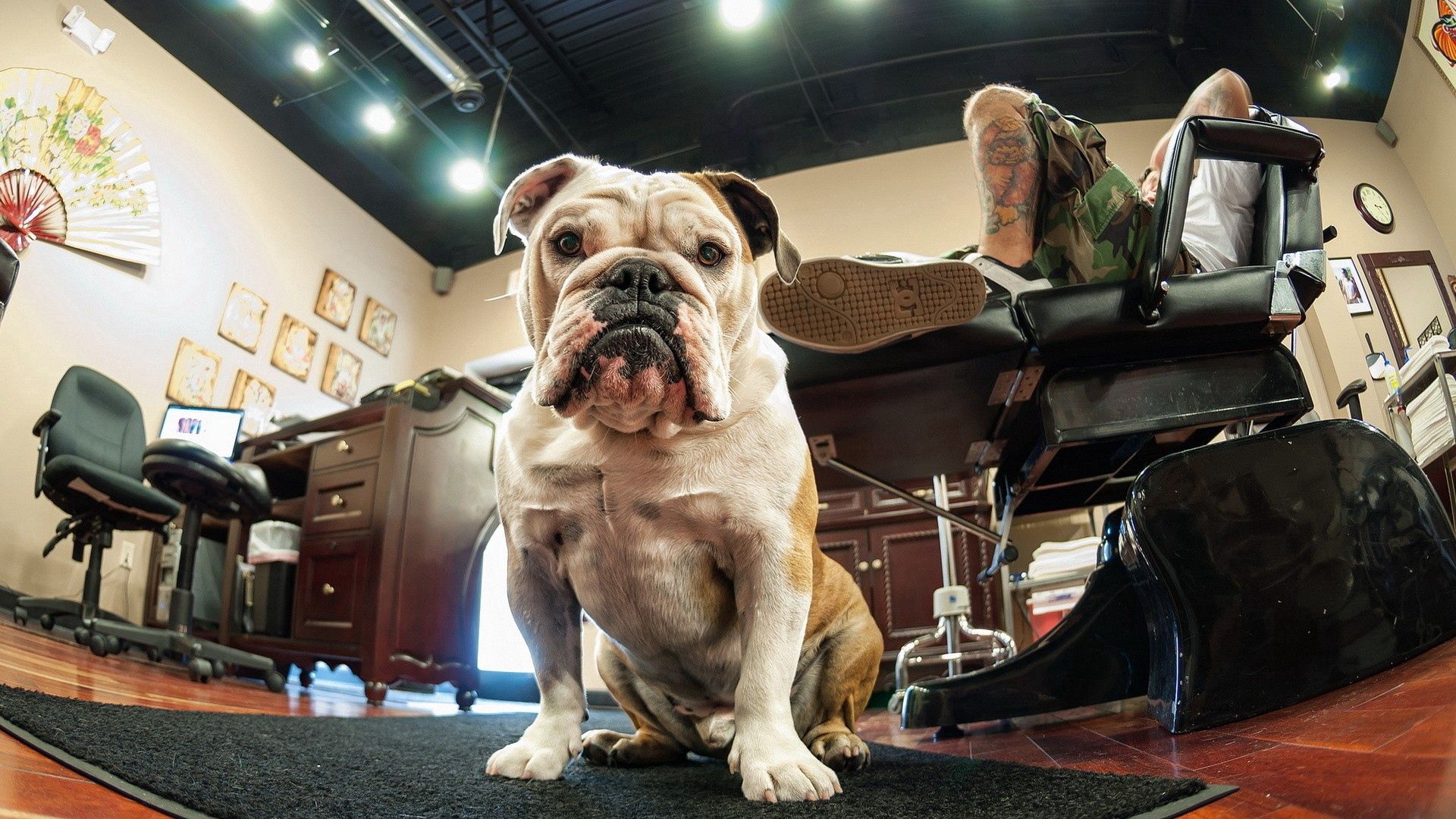 bulldog, face, fat, room, furniture