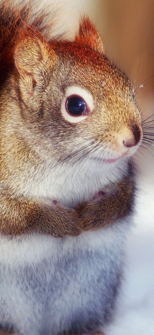 squirrel, animal, snow, climbing