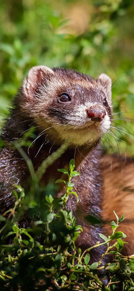 ferret, grass, sit, look out