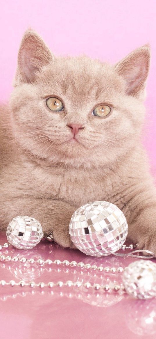 kitten, beads, jewelry, look, photoshoot