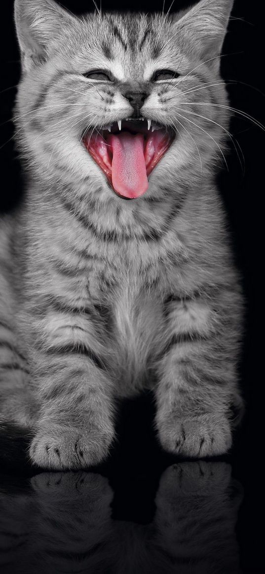 kitty, yawn, muzzle, black background