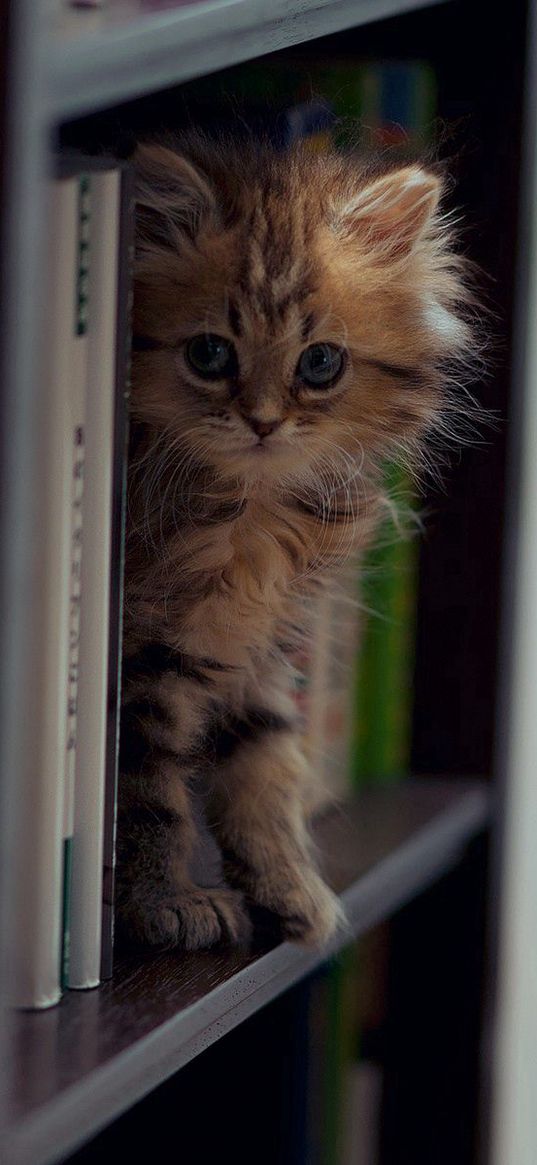 kitten, shelf, climb, playful