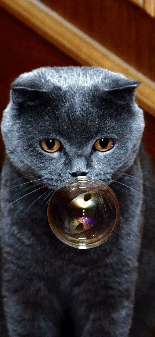 cat, bubble, muzzle, fat