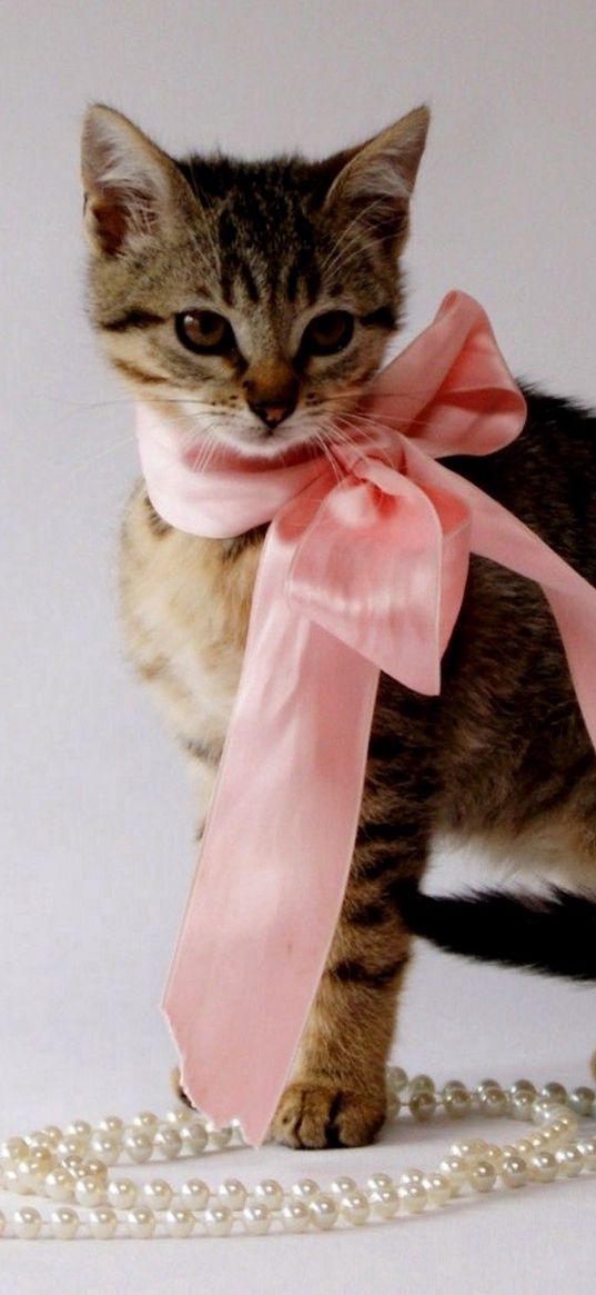 kitty, bow, beads, jewelry, beautiful