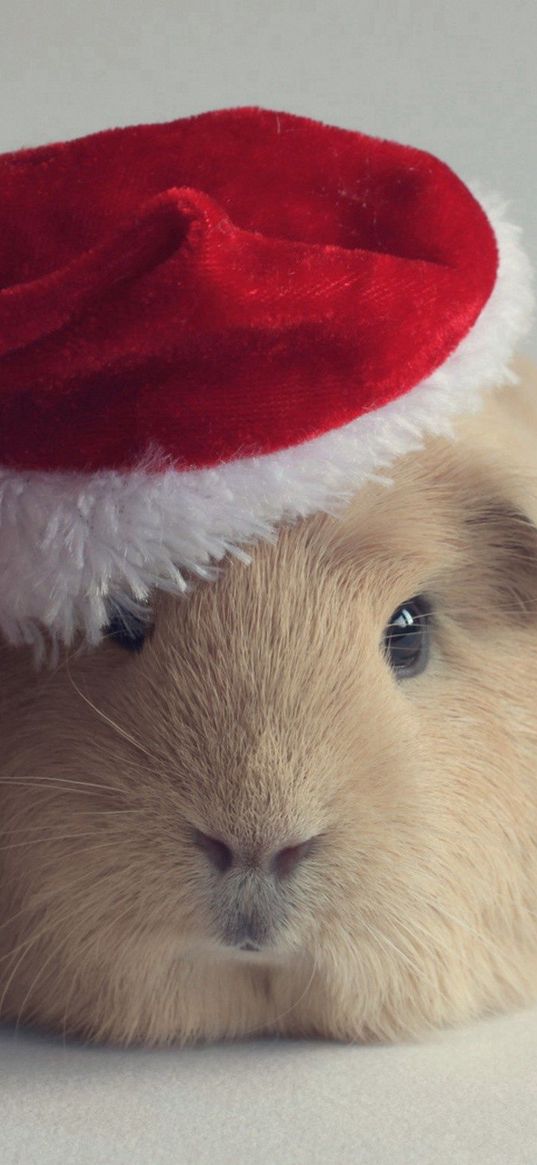 guinea pig, hat, new year