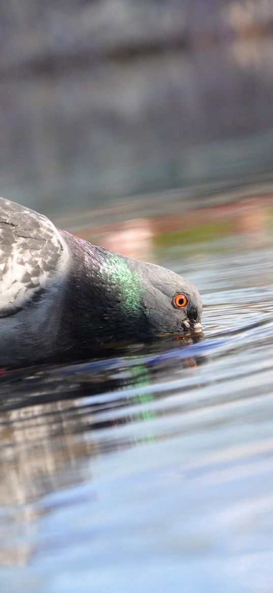 pigeon, birds, water, bill, drinking