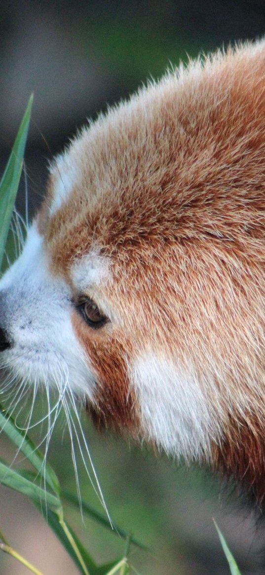 red panda, grass, food, face