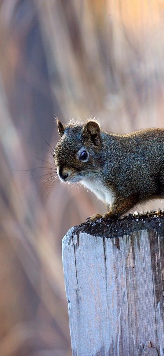 squirrel, beam, pillar, sitting, tail