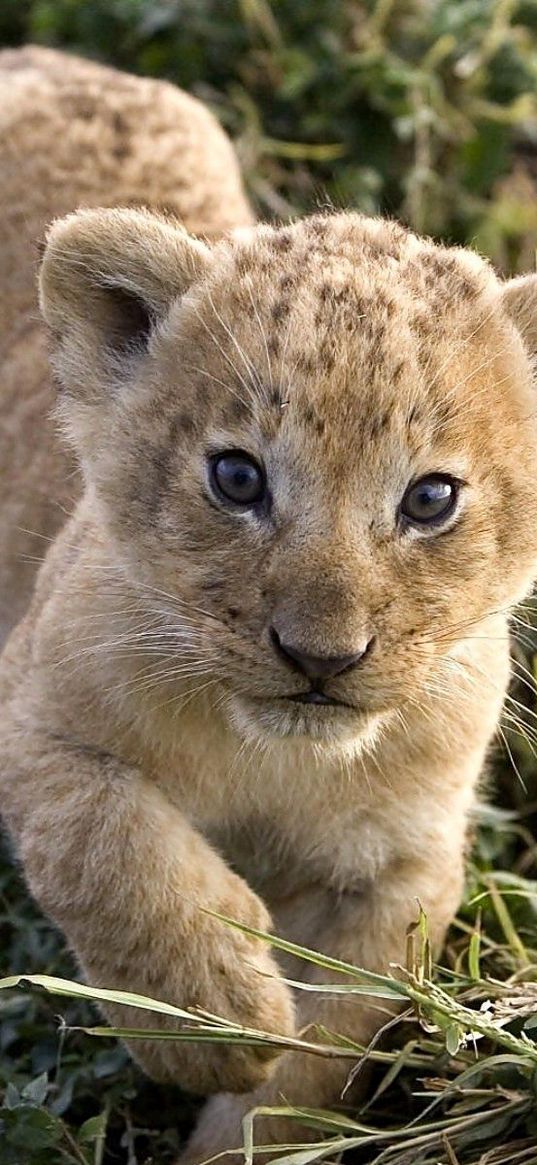 cheetah, cub, face, predator