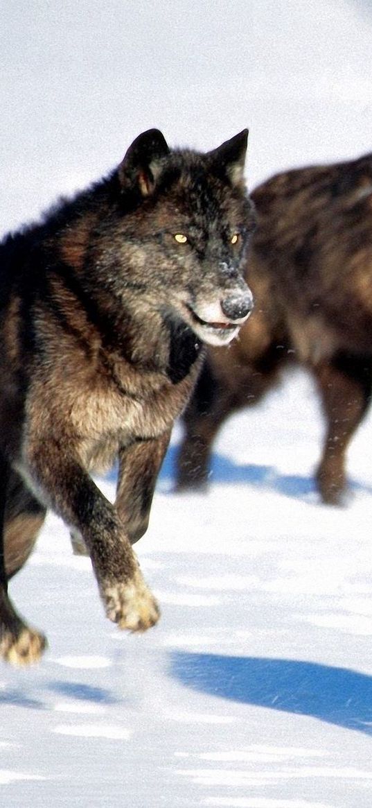 wolves, hunt, snow, dogs, predators