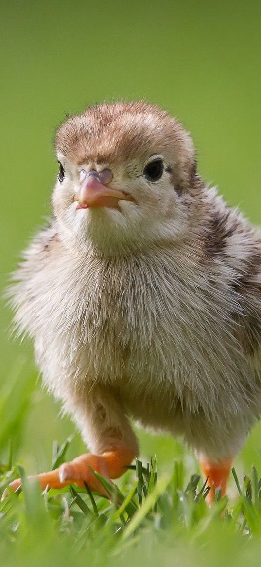 chicken, grass, bird