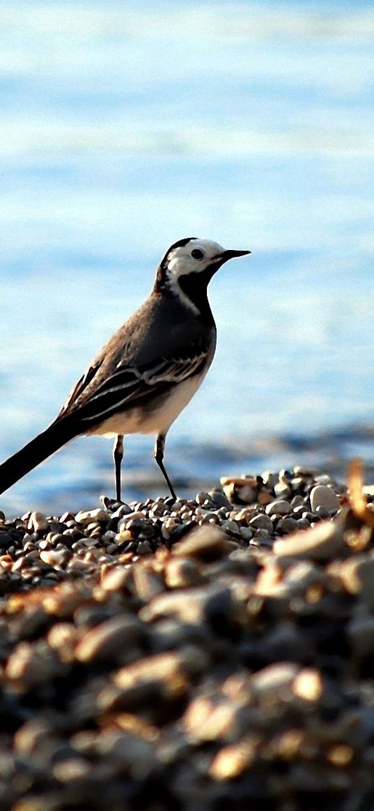 wagtail, pebbles, water, bird