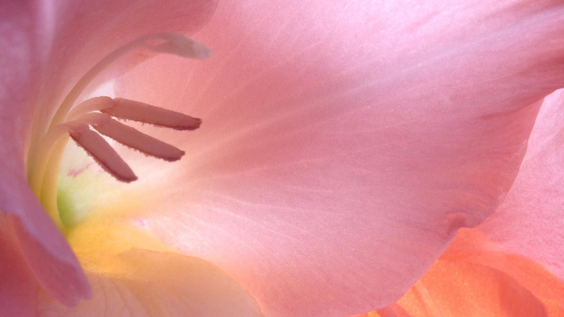 petals, flower, stamen, pink