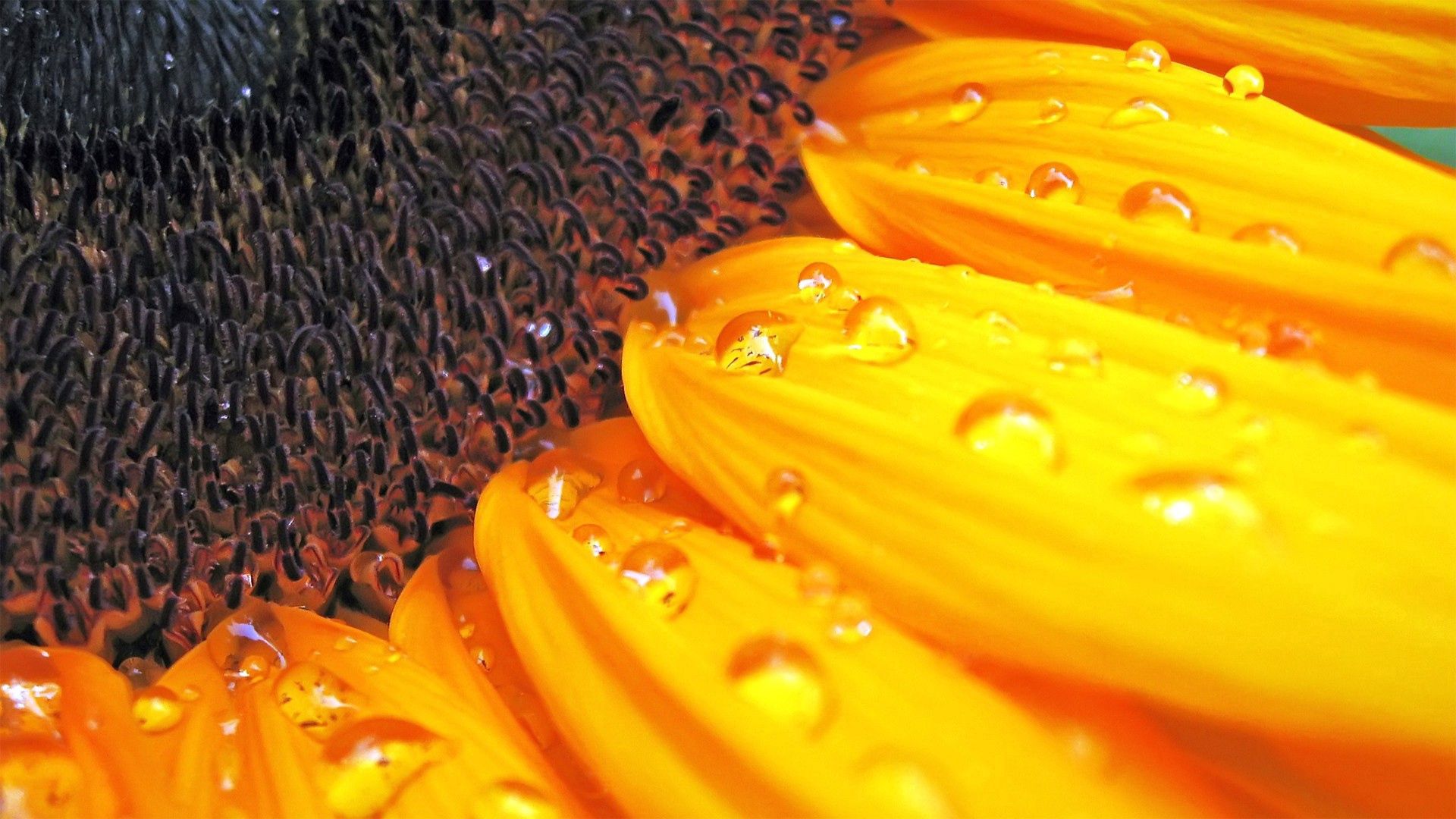 sunflower seeds, plant, flower, petals