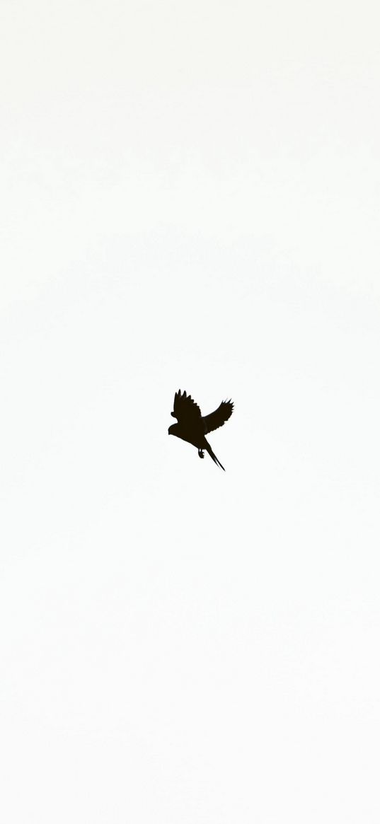 bird, silhouette, black, light background