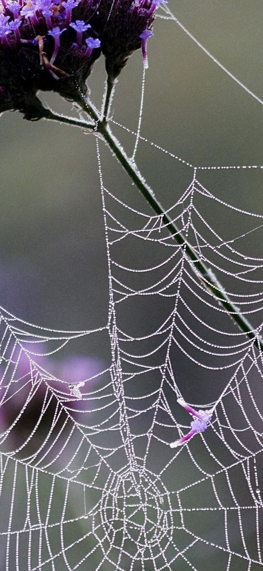 web, flowers, net