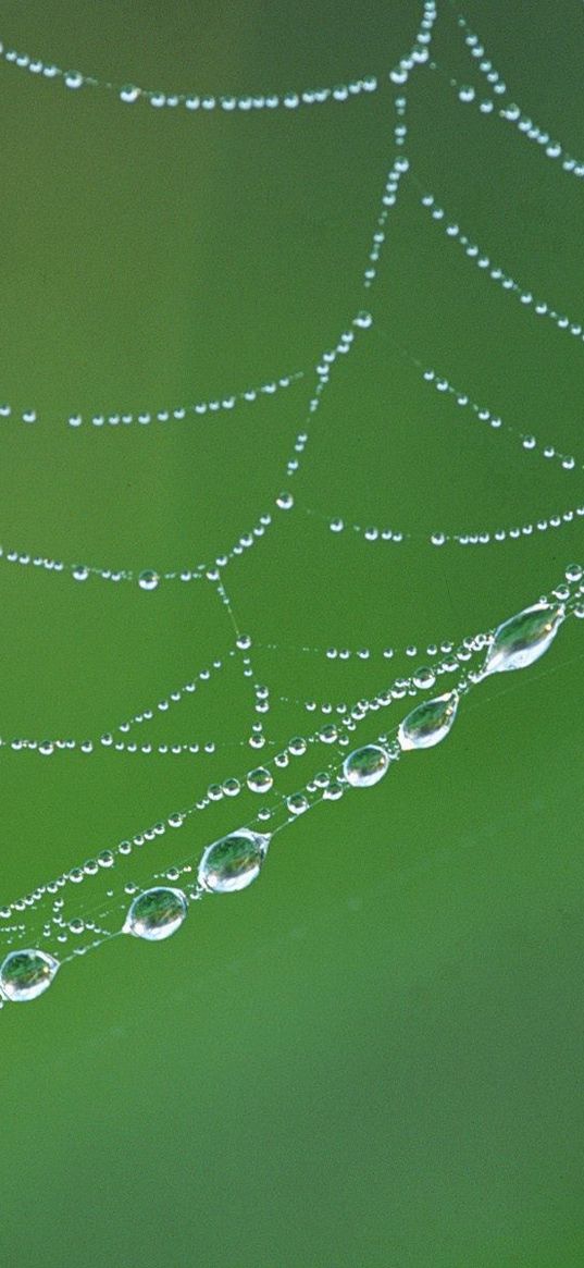 web, drops, dew, wet