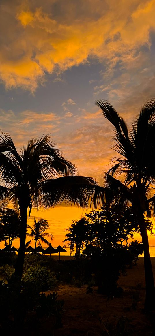 palm trees, trees, umbrellas, beach, sand, sunset