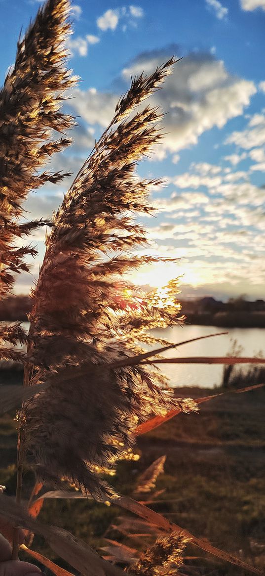 morning, sun, dawn, river, reeds, clouds