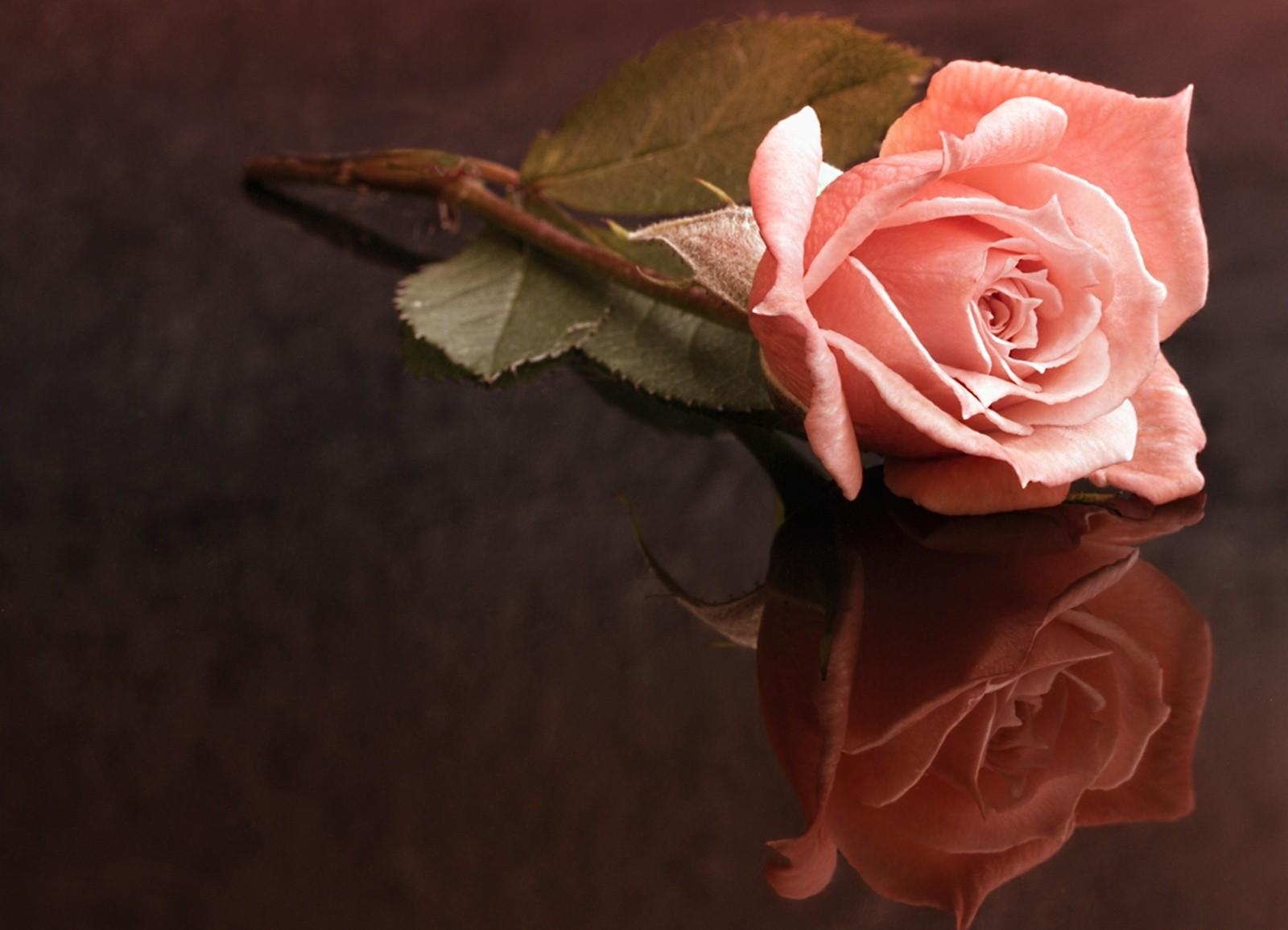 rose, loneliness, surface, reflection